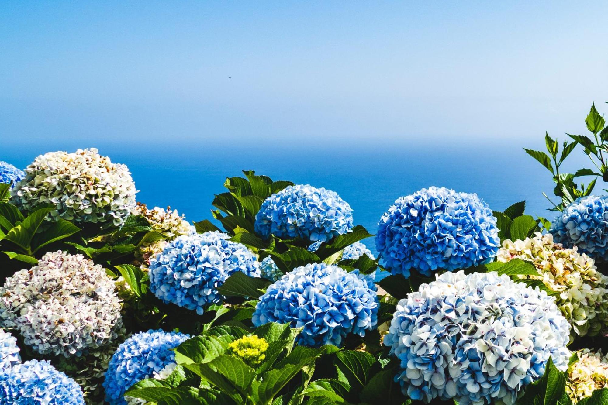 Ourmadeira - Seaview Apartment, Countryside Калхета Екстериор снимка